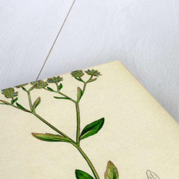 Valerianella Olitoria Common Lamb's-Lettuce by Anonymous