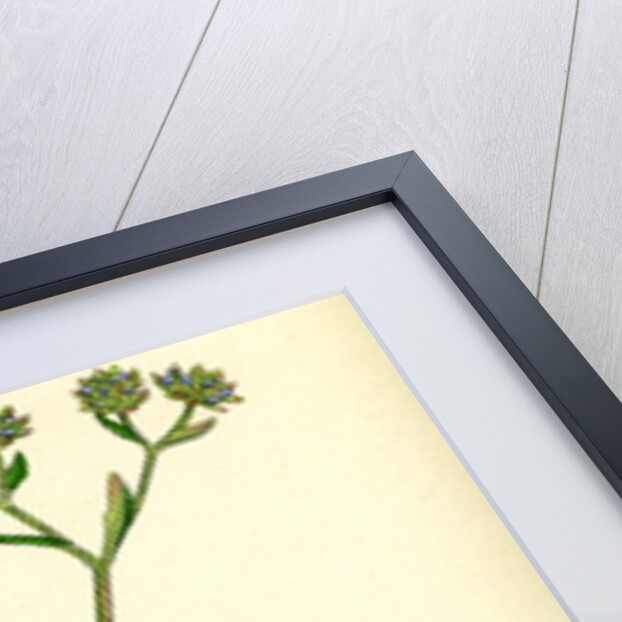 Valerianella Olitoria Common Lamb's-Lettuce by Anonymous