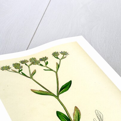 Valerianella Olitoria Common Lamb's-Lettuce by Anonymous