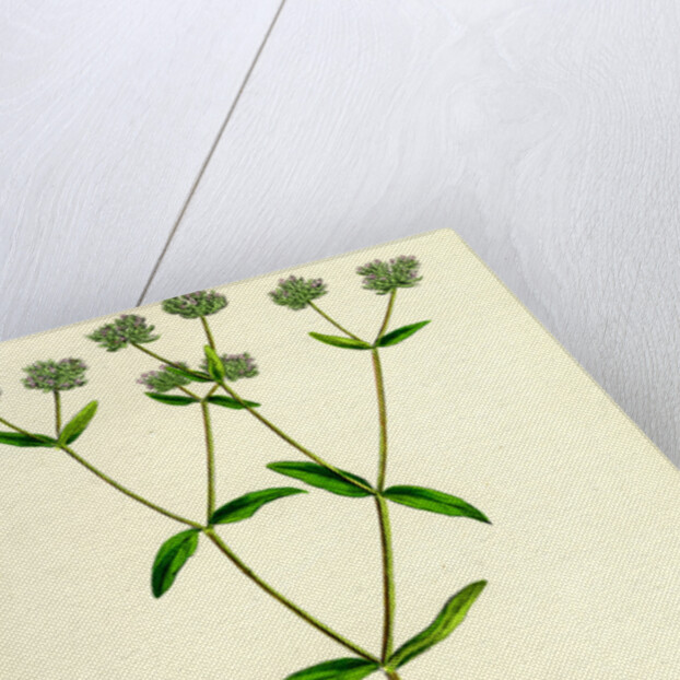 Valerianella Carinata Carinated Lamb's-Lettuce by Anonymous