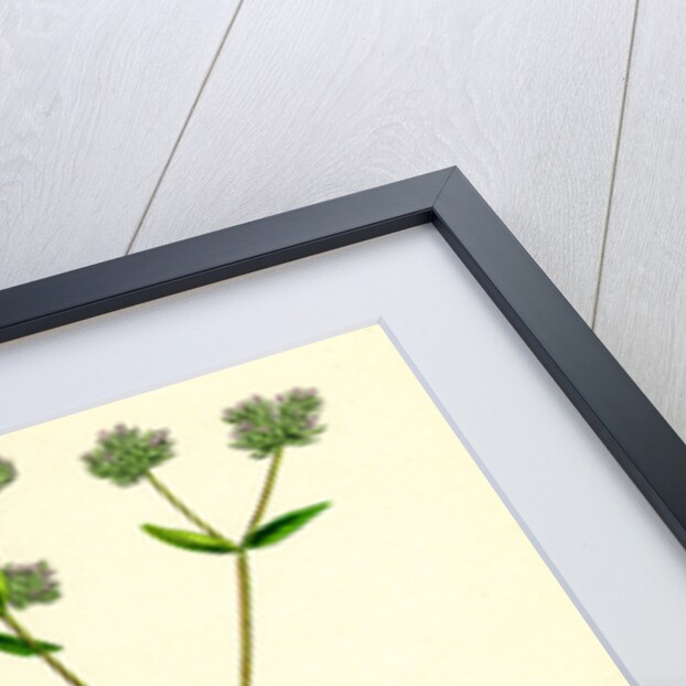 Valerianella Carinata Carinated Lamb's-Lettuce by Anonymous