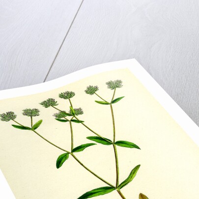 Valerianella Carinata Carinated Lamb's-Lettuce by Anonymous