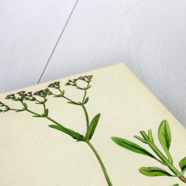 Valerianella Dentata Narrow-Fruited Lamb's-Lettuce by Anonymous