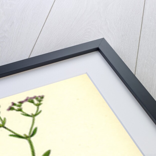 Valerianella Dentata Narrow-Fruited Lamb's-Lettuce by Anonymous