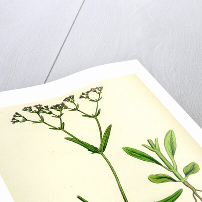 Valerianella Dentata Narrow-Fruited Lamb's-Lettuce by Anonymous