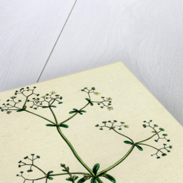 Galium Palustre Var. Elongatum Marsh Bedstraw Var. A. by Anonymous