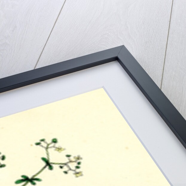 Galium Palustre Var. Elongatum Marsh Bedstraw Var. A. by Anonymous