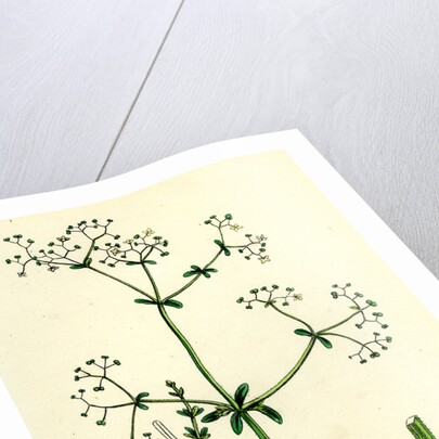 Galium Palustre Var. Elongatum Marsh Bedstraw Var. A. by Anonymous