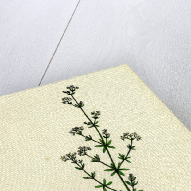 Galium Palustre Var. Witheringii Marsh Bedstraw Var. Y. by Anonymous