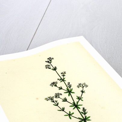 Galium Palustre Var. Witheringii Marsh Bedstraw Var. Y. by Anonymous