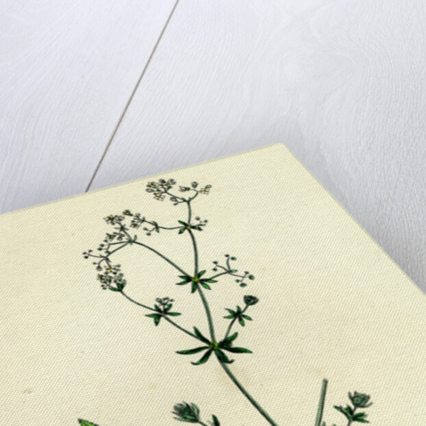 Galium Uliginosum Rough Marsh Bedstraw by Anonymous