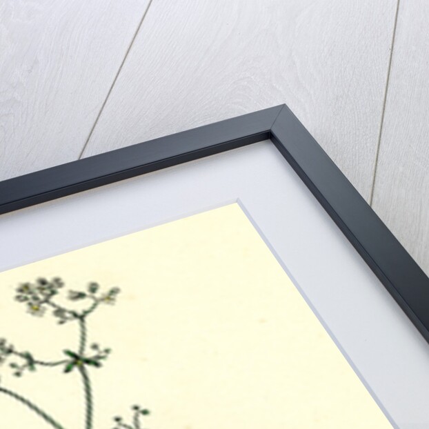 Galium Uliginosum Rough Marsh Bedstraw by Anonymous