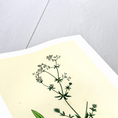 Galium Uliginosum Rough Marsh Bedstraw by Anonymous