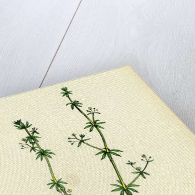 Galium Anglicum Wall Bedstraw by Anonymous