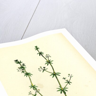 Galium Anglicum Wall Bedstraw by Anonymous