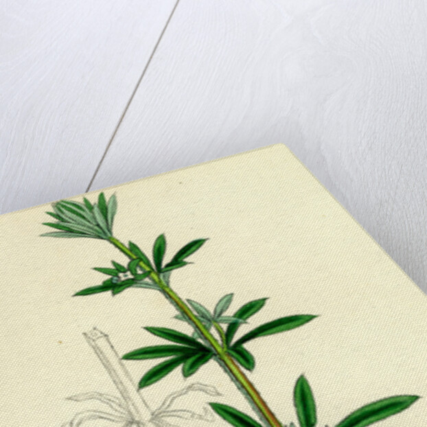 Galium Aparine Goosegrass by Anonymous