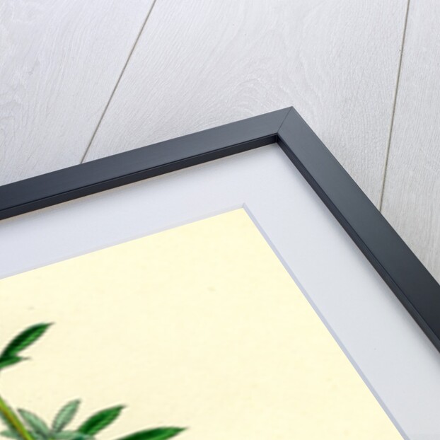 Galium Aparine Goosegrass by Anonymous