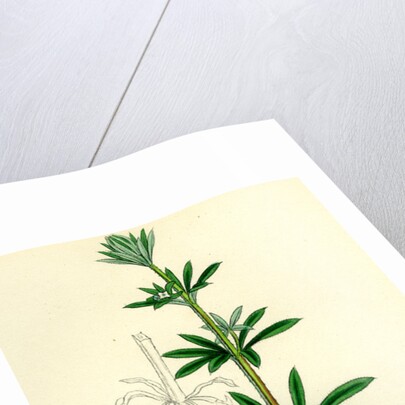 Galium Aparine Goosegrass by Anonymous