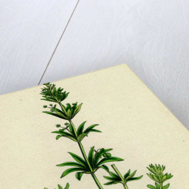 Galium Tricorne Rough Corn Bedstraw by Anonymous