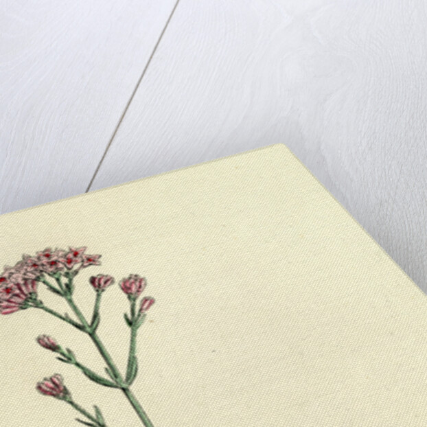 Asperula Cynanchica Squinancy-Wort by Anonymous