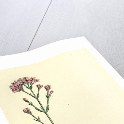 Asperula Cynanchica Squinancy-Wort by Anonymous