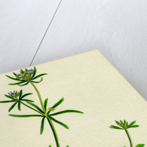 Asperula Arvensis Field Woodruff by Anonymous