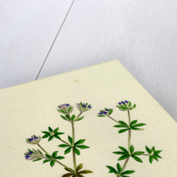 Sherardia Arvensis Blue Field Madder by Anonymous