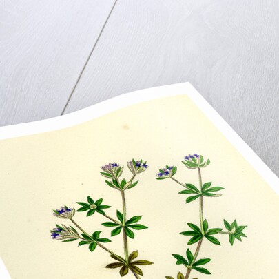 Sherardia Arvensis Blue Field Madder by Anonymous