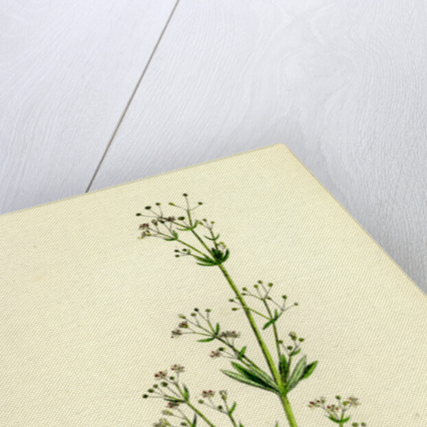 Galium Erectum Var. Aristatum Narrow-Leaved Great Bedstraw Var. Y. by Anonymous