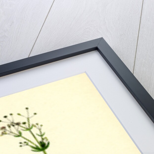 Galium Erectum Var. Aristatum Narrow-Leaved Great Bedstraw Var. Y. by Anonymous