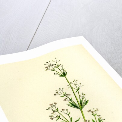 Galium Erectum Var. Aristatum Narrow-Leaved Great Bedstraw Var. Y. by Anonymous