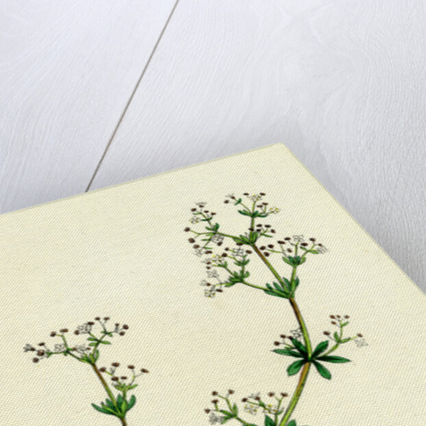 Galium Saxatile Heath Bedstraw by Anonymous