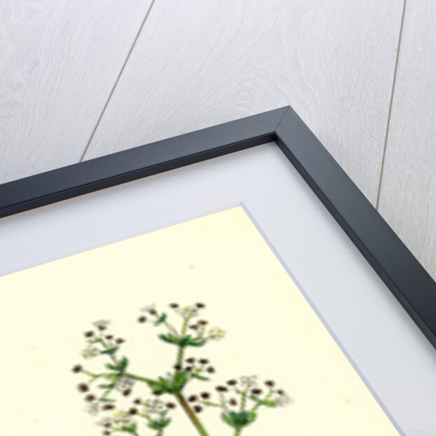 Galium Saxatile Heath Bedstraw by Anonymous