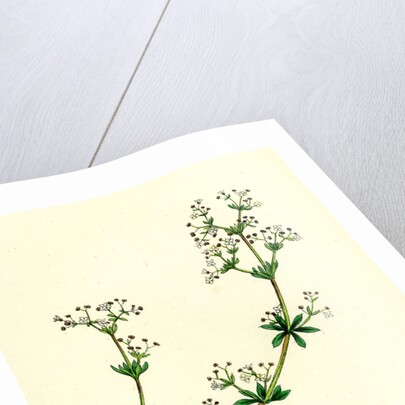 Galium Saxatile Heath Bedstraw by Anonymous