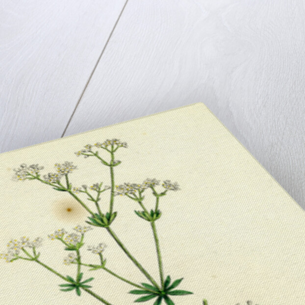 Galium Sylvestre Slender Bedstraw by Anonymous