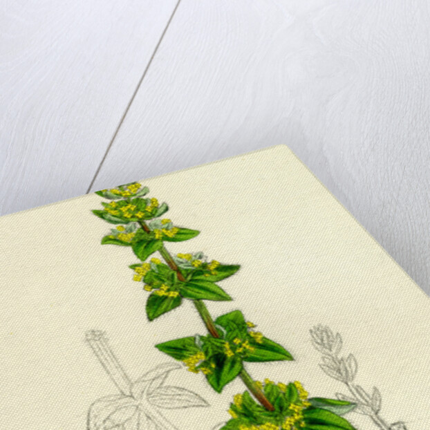 Galium Cruciatum Mugwort by Anonymous