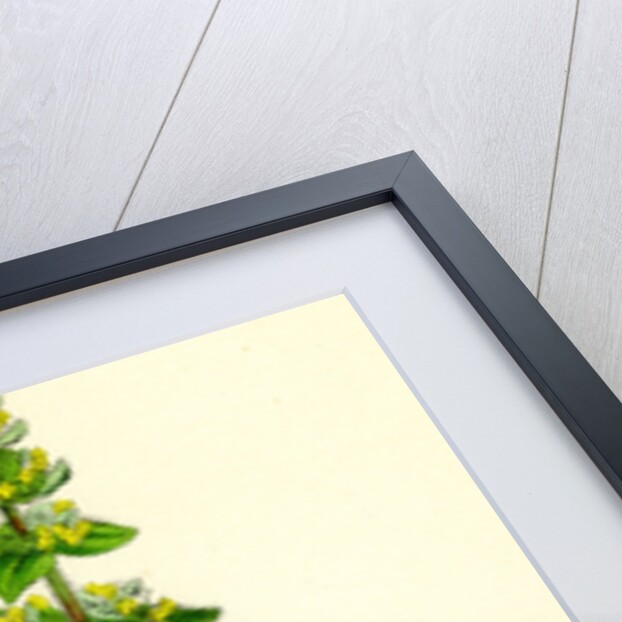 Galium Cruciatum Mugwort by Anonymous