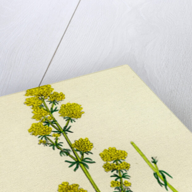 Galium Verum Yellow Bedstraw by Anonymous