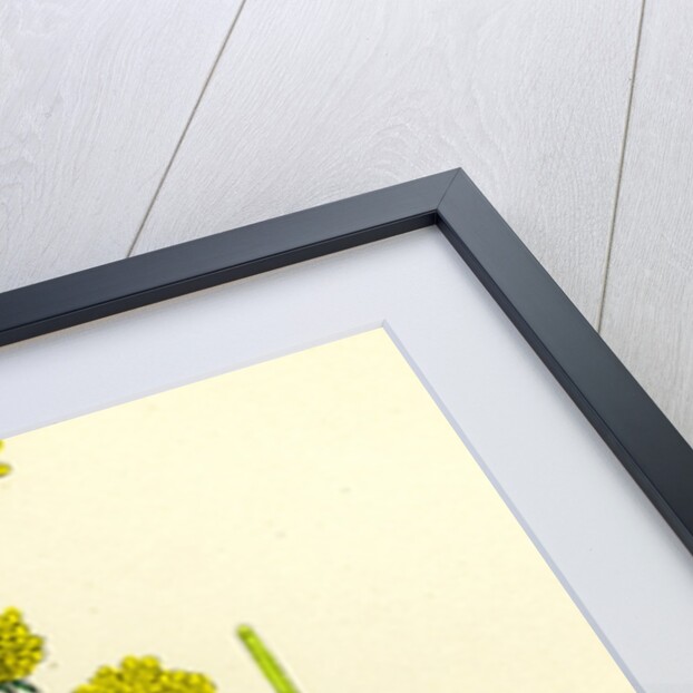 Galium Verum Yellow Bedstraw by Anonymous