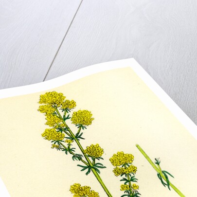Galium Verum Yellow Bedstraw by Anonymous