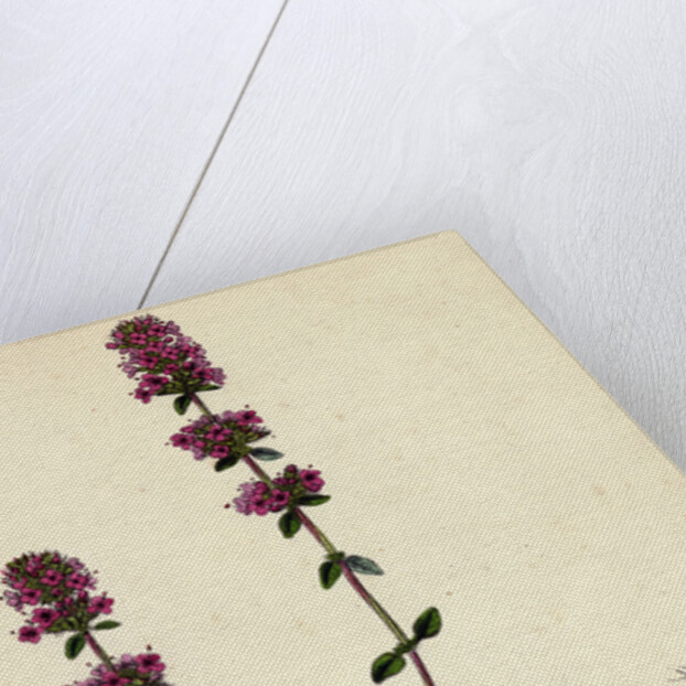 Thymus Chamaedrys Larger Wild Thyme by Anonymous
