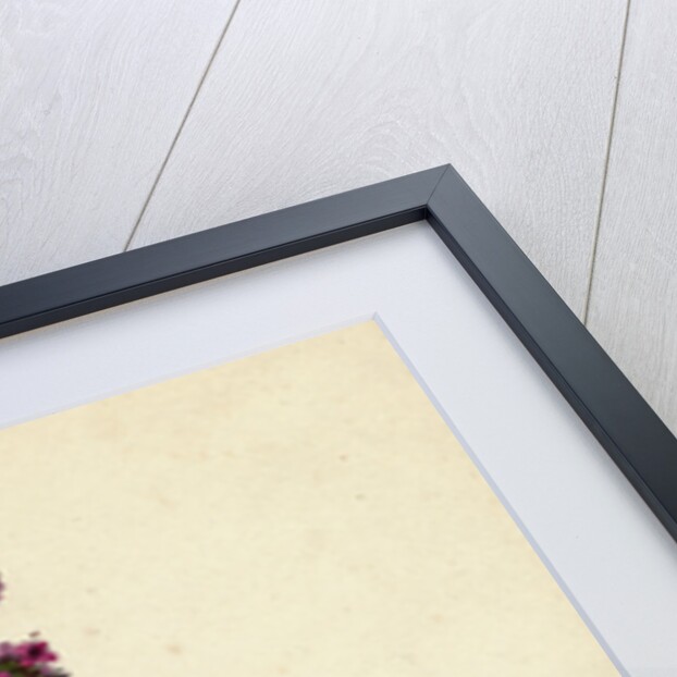 Thymus Chamaedrys Larger Wild Thyme by Anonymous