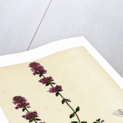 Thymus Chamaedrys Larger Wild Thyme by Anonymous