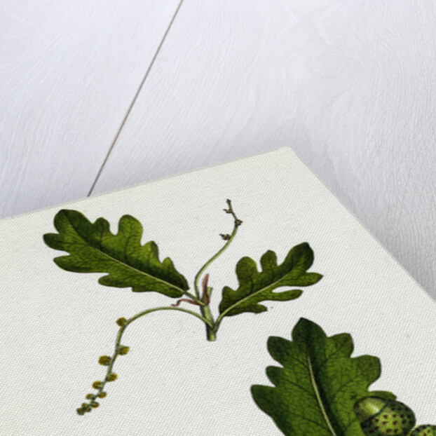 Quercus Pedunculata Common Oak by Anonymous