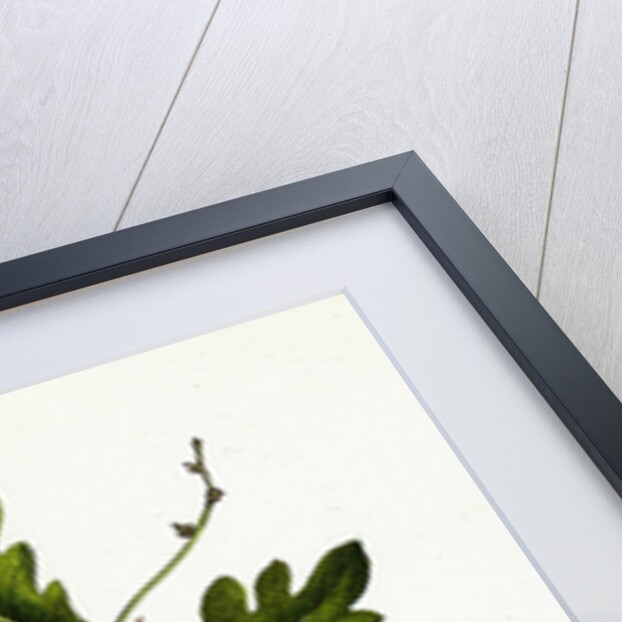 Quercus Pedunculata Common Oak by Anonymous