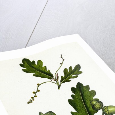 Quercus Pedunculata Common Oak by Anonymous