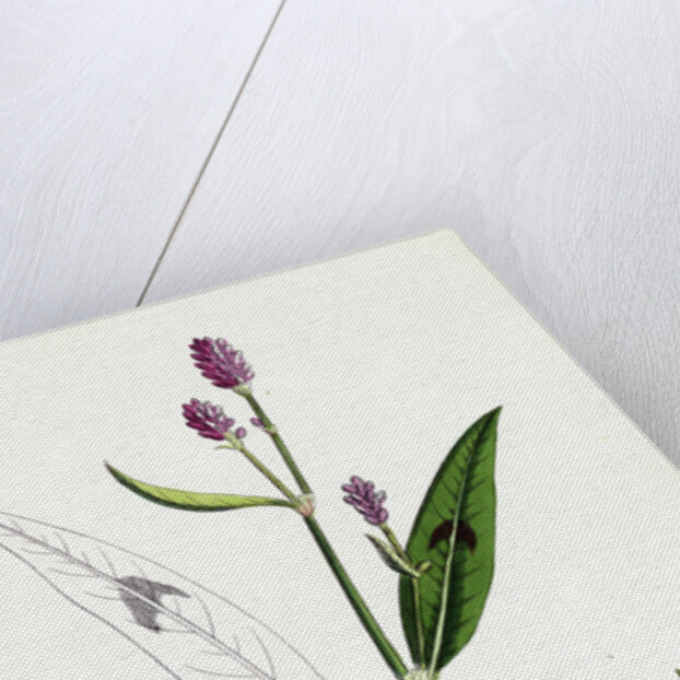 Polygonum Persicaria Var. Genuinum Spotted Persicaria Var. A. by Anonymous