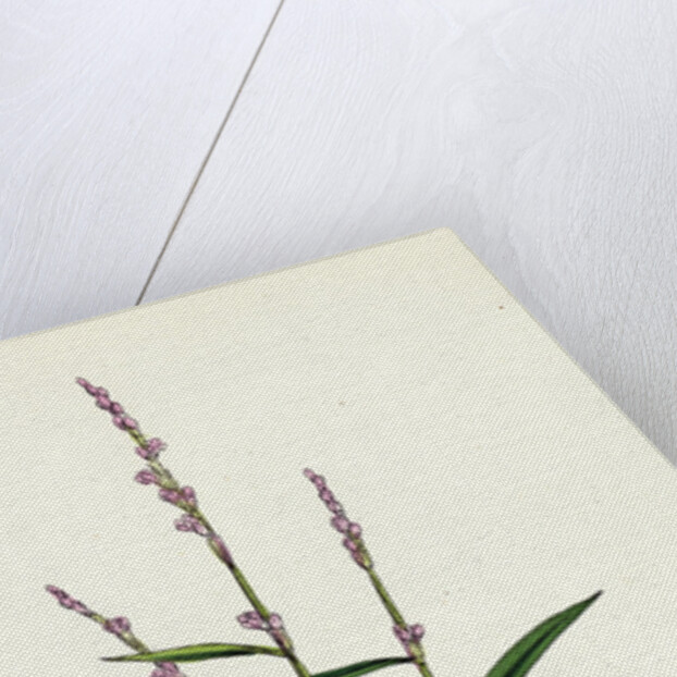 Polygonum Minus Small Persicaria by Anonymous