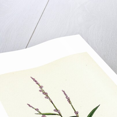 Polygonum Minus Small Persicaria by Anonymous