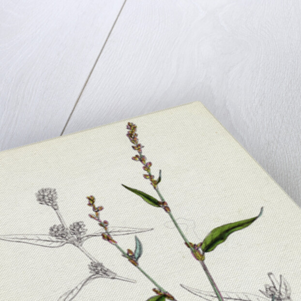 Polygonum Mite Lax-Flowered Persicaria by Anonymous